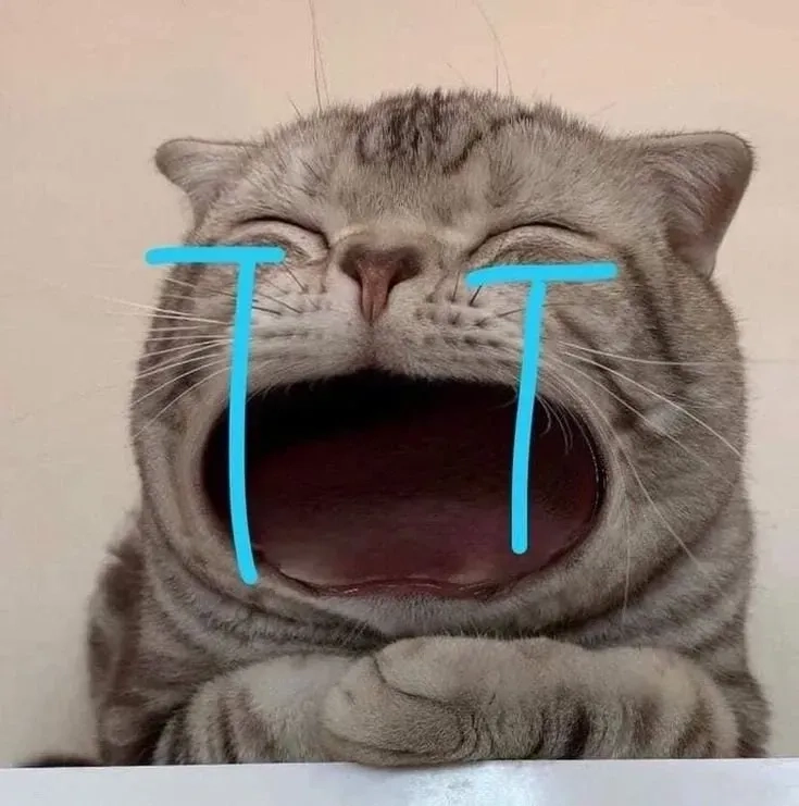 Ảnh avatar mèo vô tri siêu cute dành cho fan yêu mèo