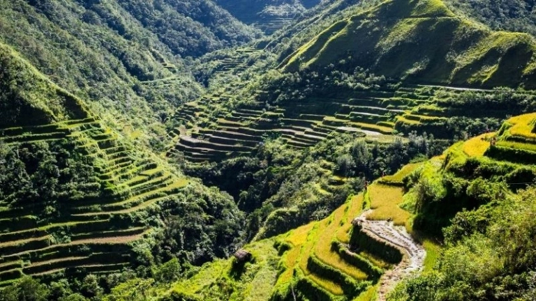 Banaue Rice Terraces kỳ quan xanh tuyệt đẹp của Philippines