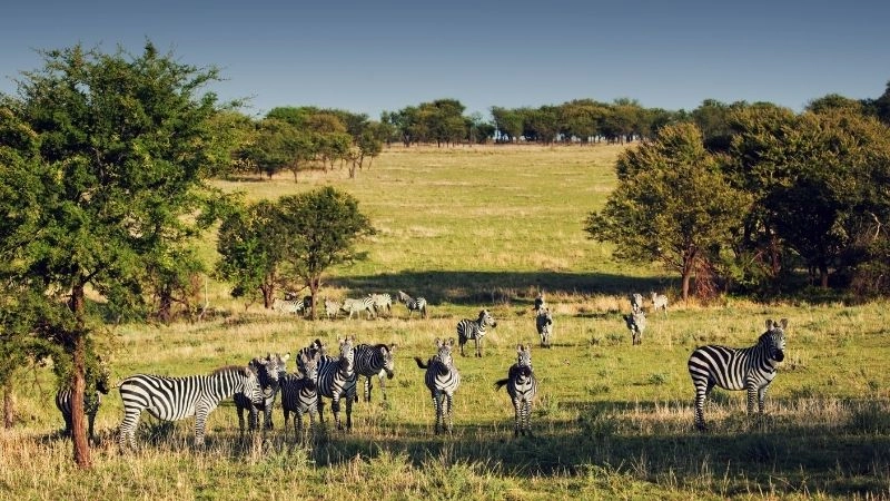Công viên Maasai Mara
