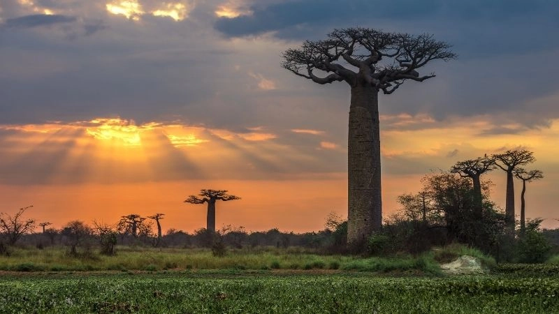 Du lịch Morondava