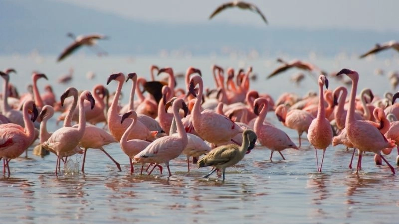 Hồng hạc Nakuru