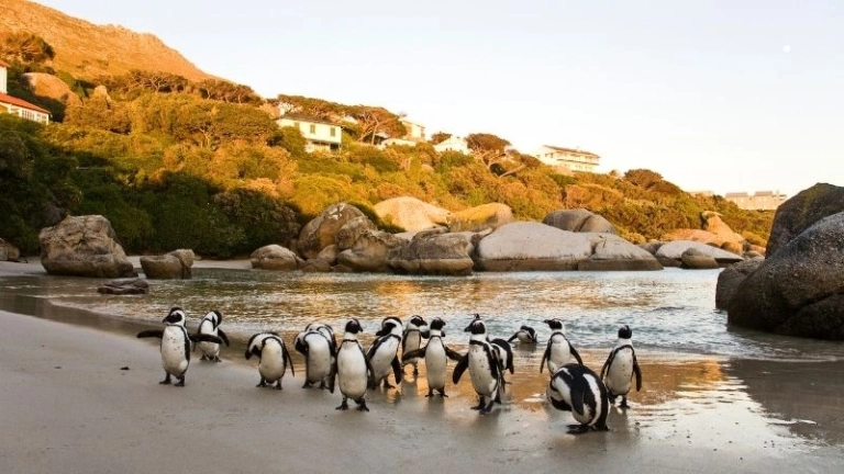 Khám phá Boulders Beach thiên đường cánh cụt ở Nam Phi