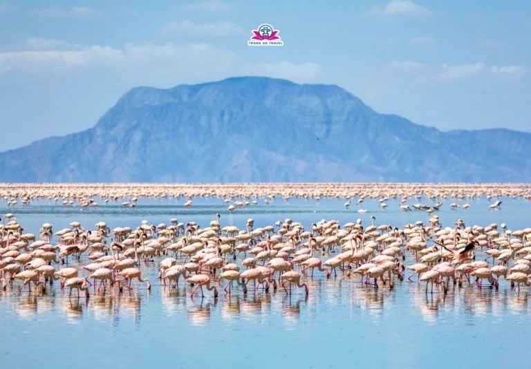 Khám phá Tour Du Lịch Châu Phi 2026: Hành Trình Phiêu Lưu Kỳ Thú