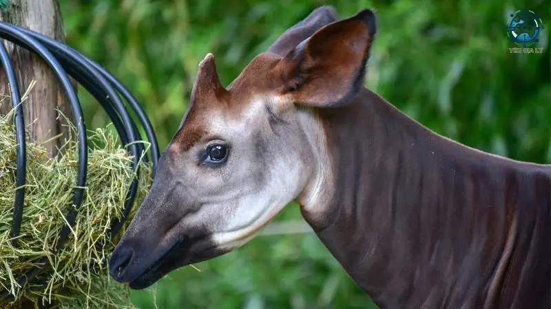 Khu bảo tồn Okapi Khu bảo tồn Okapi