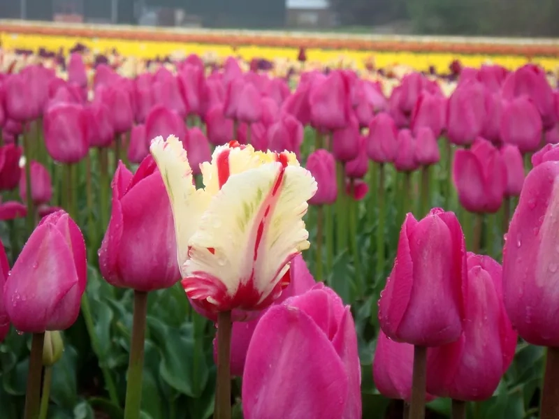 Lắng đọng cảm xúc với hình ảnh hoa tulip chill đầy nghệ thuật