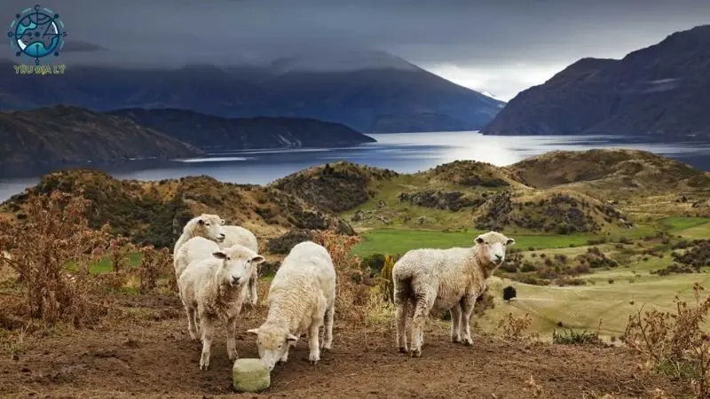 Ngành kinh tế chủ lực của New Zealand Ngành kinh tế chủ lực của New Zealand