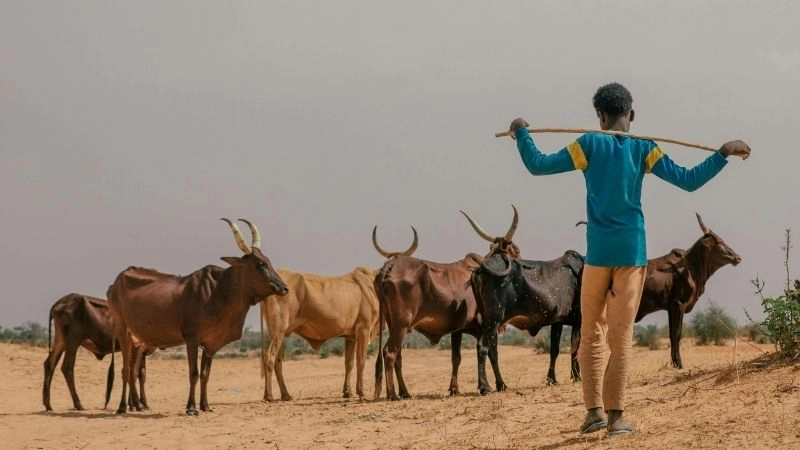 Nông nghiệp Sahel