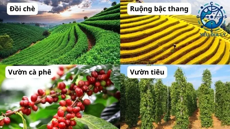 nong-nghiep-viet-nam nong-nghiep-viet-nam