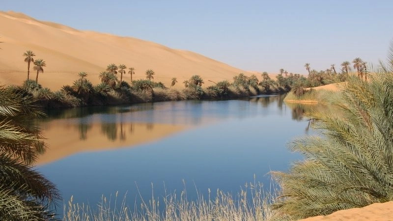 Ốc đảo Sahara