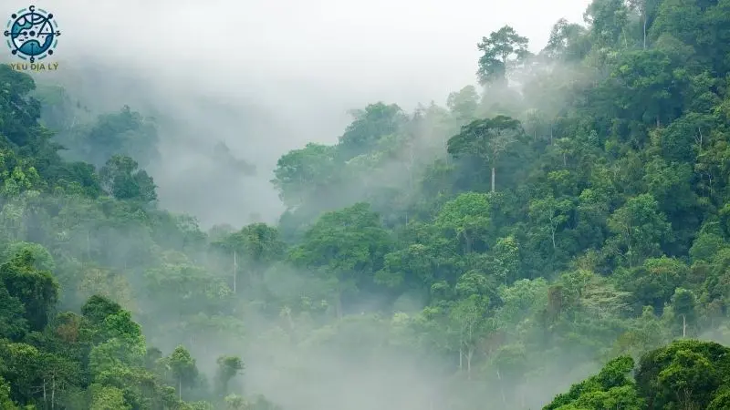Rừng nhiệt đới Châu Á - 10 Rừng nhiệt đới Châu Á - 10