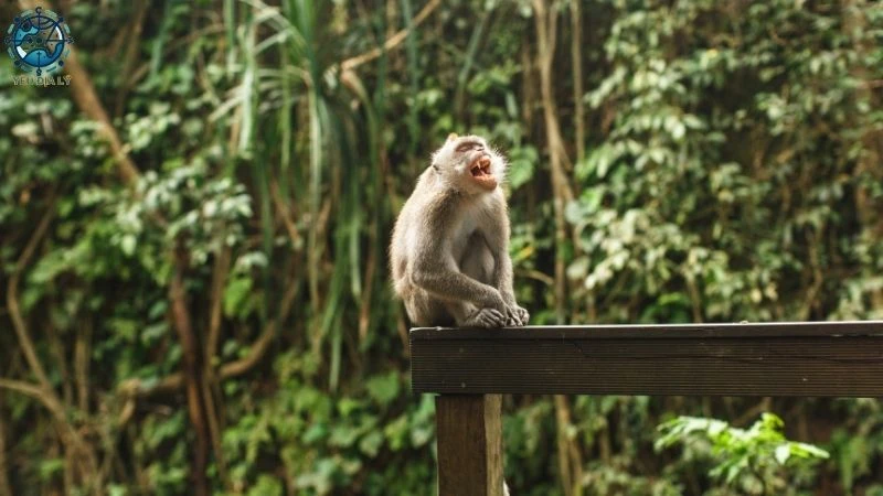 Rừng nhiệt đới Châu Á - 4 Rừng nhiệt đới Châu Á - 4