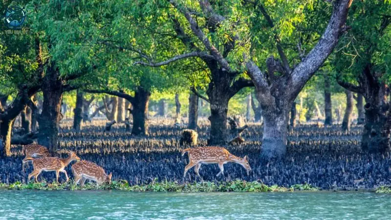 Rừng Sunderbans Rừng Sunderbans