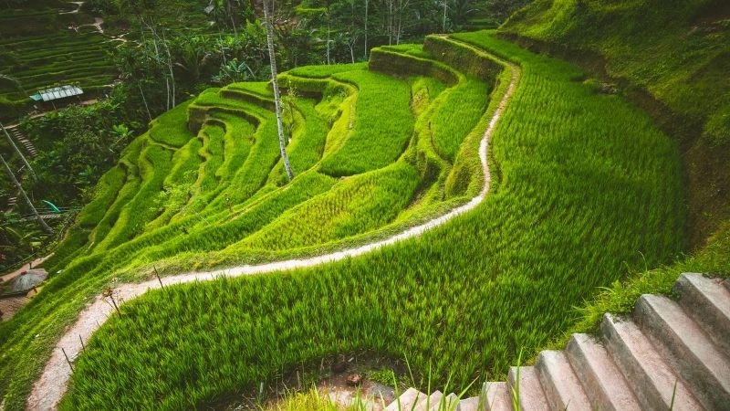 Ruộng bậc thang Tegallalang