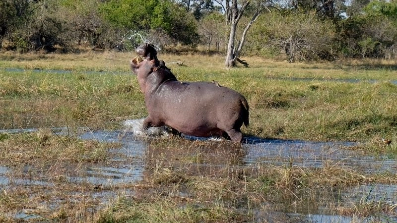 Safari đầm lầy