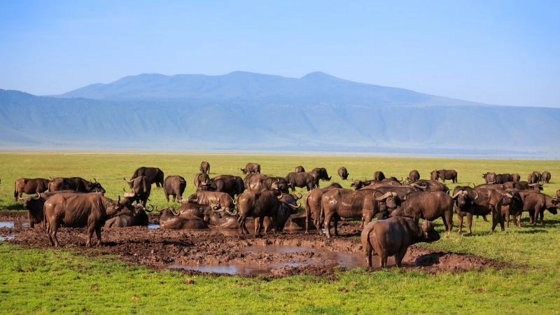 Safari Ngorongoro