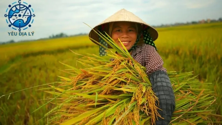 Tìm hiểu đặc điểm nông nghiệp Việt Nam