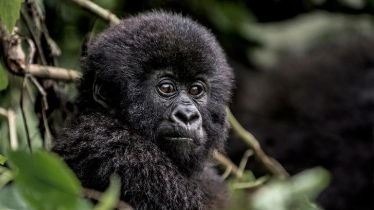 Trải nghiệm thiên nhiên hoang sơ tại Virunga National Park