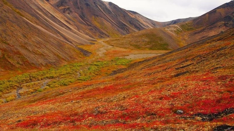 Tundra là gì