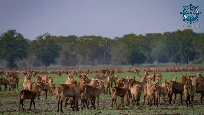 vuon-quoc-gia-gorongosa vuon-quoc-gia-gorongosa