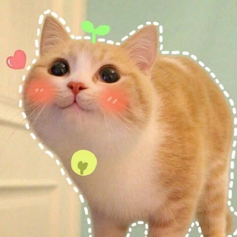 Xem ngay meme ảnh mèo cute hài hước đáng yêu